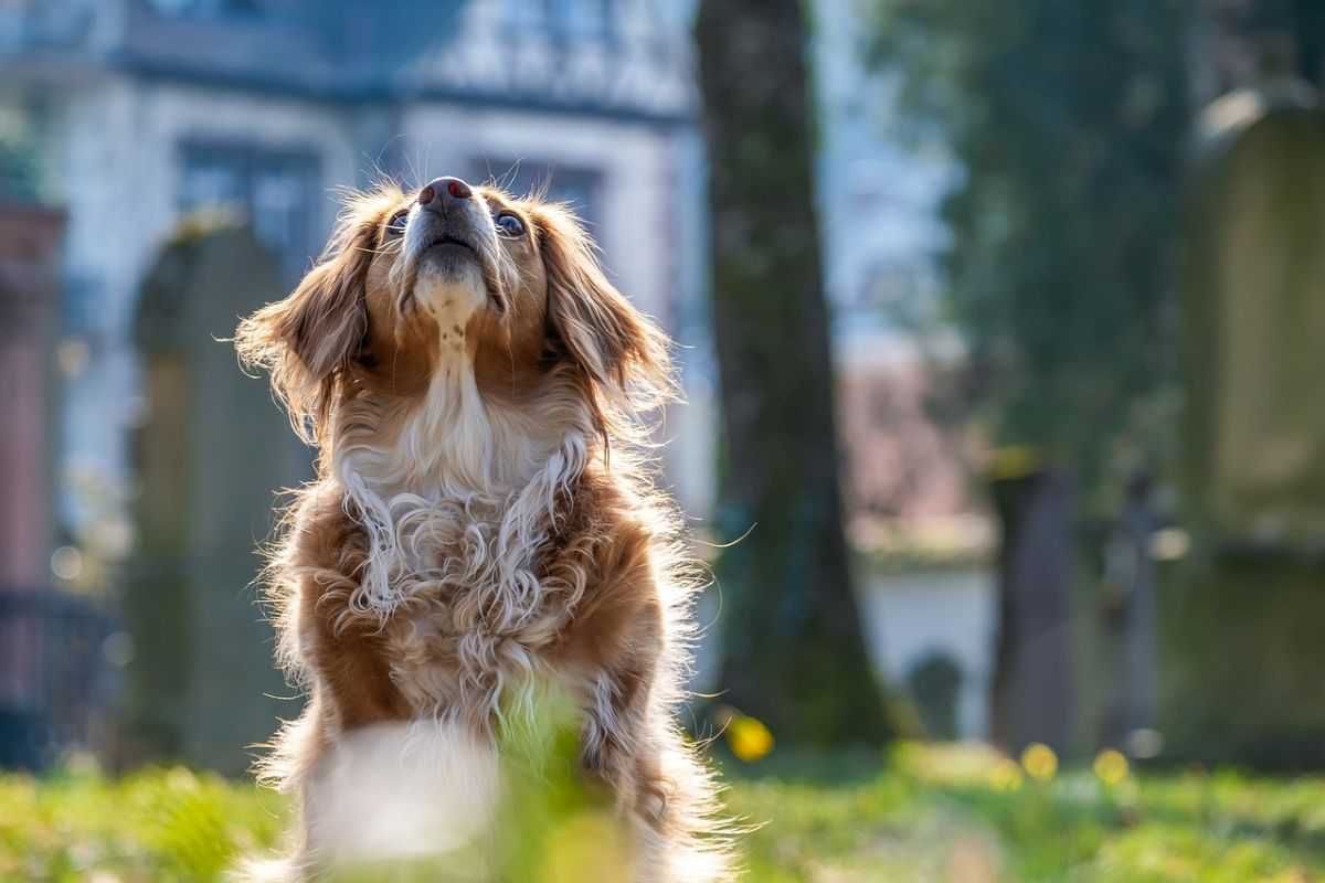 cani appartamento nuove regole condominiali multe