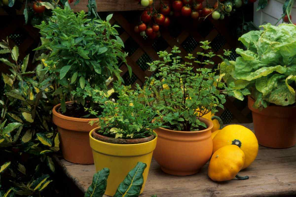 E’ adesso il momento perfetto per coltivare queste erbe aromatiche: potrai farlo anche in balcone