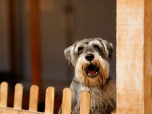 Cane che abbaia dietro una staccionata di legno