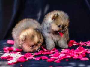 due cuccioli di cane pomerania che giocano in mezzo a dei petali di fiori rosa