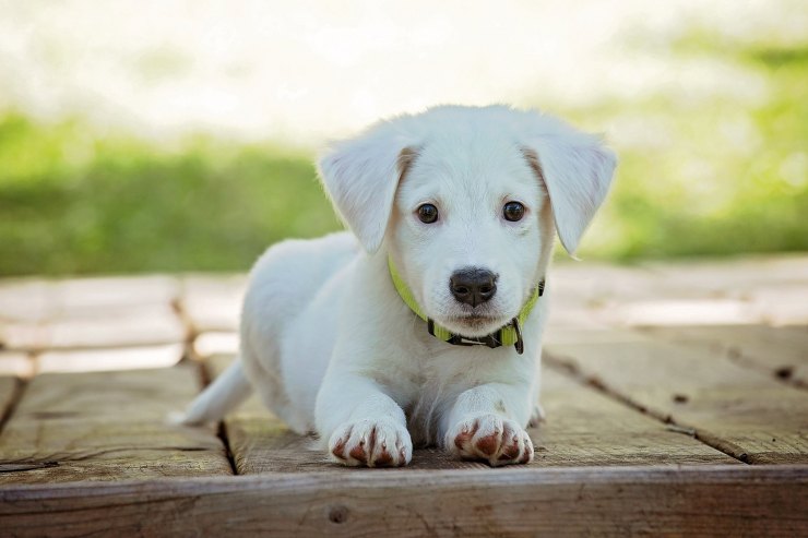 cucciolo di labrador