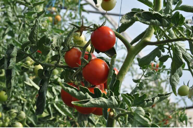 pianta con foglie verdi e pomodori rossi