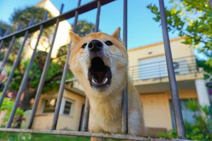 Cane che abbaia fra le sbarre di un cancello 