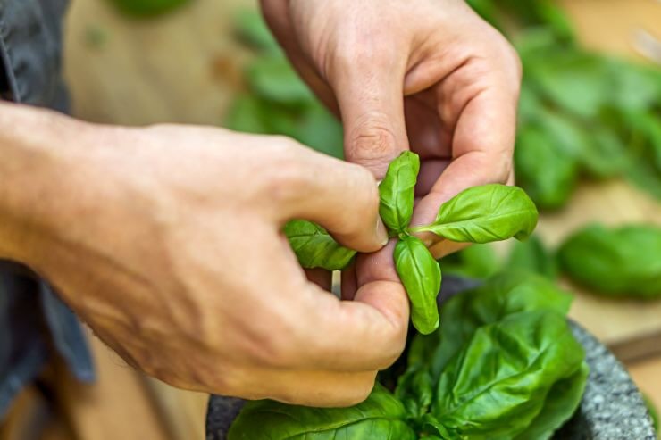 Mani di uomo che staccano foglie di basilico dalla pianta 