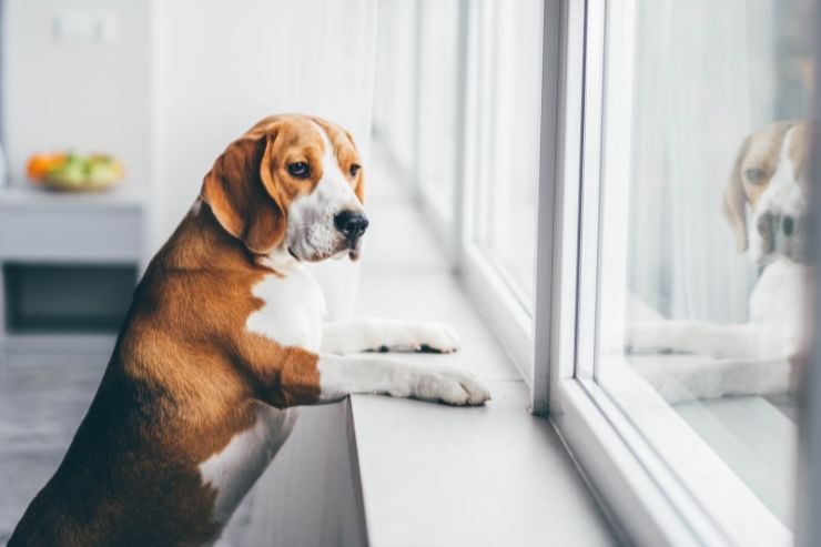 Cane con zampe sul muretto che guarda fuori dalla finestra 