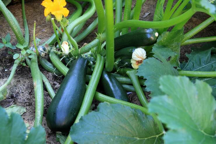 pianta con foglie verdi e zucchine