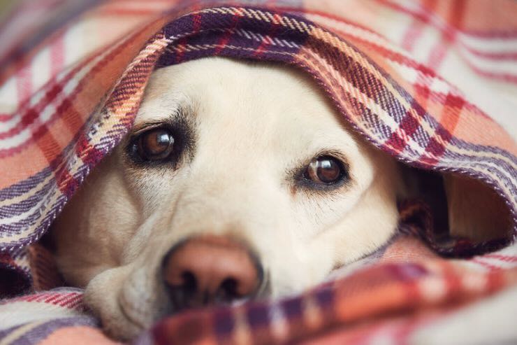 Cane bianco sotto le coperte a trama check rosse 