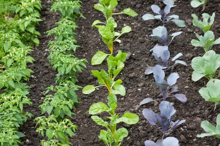 piantine diverse in fila nel terreno 