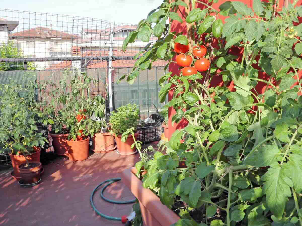 Non ho più l’orto ma non rinuncerò a coltivare i miei pomodori: marzo è il mese giusto per seminare tutti questi ortaggi sul balcone